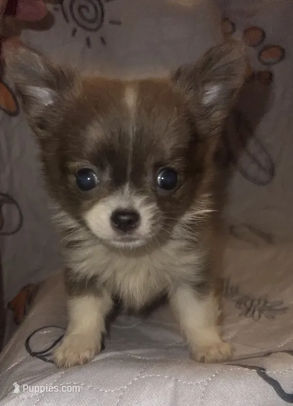 Pippin, a female Chihuahua for sale in Logansport, IN – 1 of 3