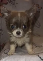 Pippin, a female Chihuahua for sale in Logansport, IN – 1 of 3