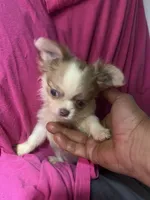 Phoebe, a female Chihuahua for sale in Logansport, IN – 3 of 3