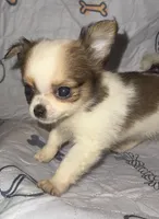 Bella, a female Chihuahua for sale in Logansport, IN – 3 of 3