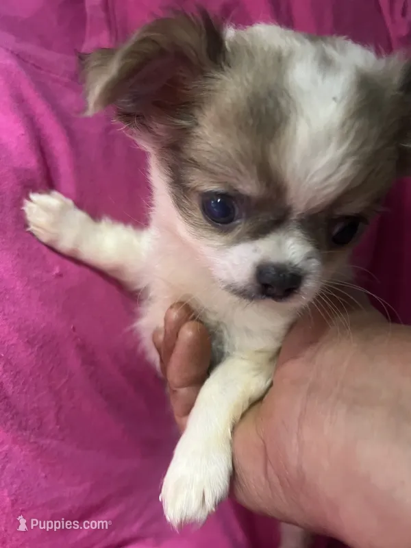 Monica – Chihuahua puppy for sale in Logansport, IN