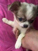 Monica, a female Chihuahua for sale in Logansport, IN – 1 of 3