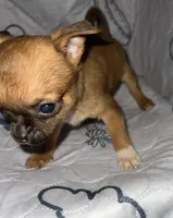 Apple, a female Chihuahua for sale in Logansport, IN – 3 of 4