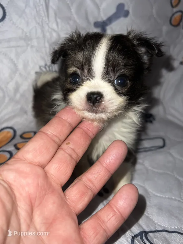 Rosco – Chihuahua puppy for sale in Logansport, IN