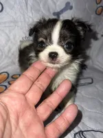 Rosco, a male Chihuahua for sale in Logansport, IN – 1 of 4