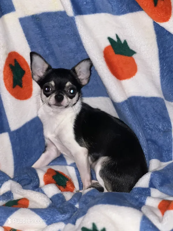 Miss Bean, a female Chihuahua for sale in Logansport, IN – 1 of 3