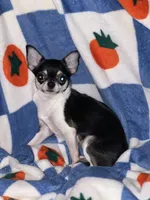 Miss Bean, a female Chihuahua for sale in Logansport, IN – 1 of 3