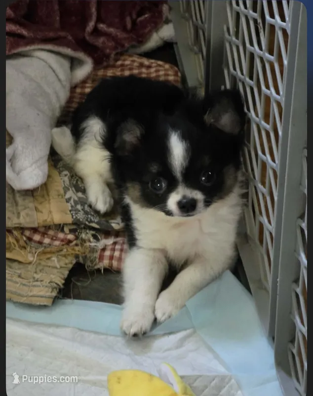 Gismo – Chihuahua puppy for sale in Logansport, IN