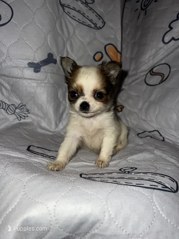 Bella – Chihuahua puppy for sale in Logansport, IN