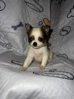 Bella, a female Chihuahua for sale in Logansport, IN – 1 of 3