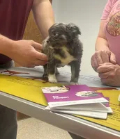 Babe, a male Chihuahua for sale in Logansport, IN – 2 of 3