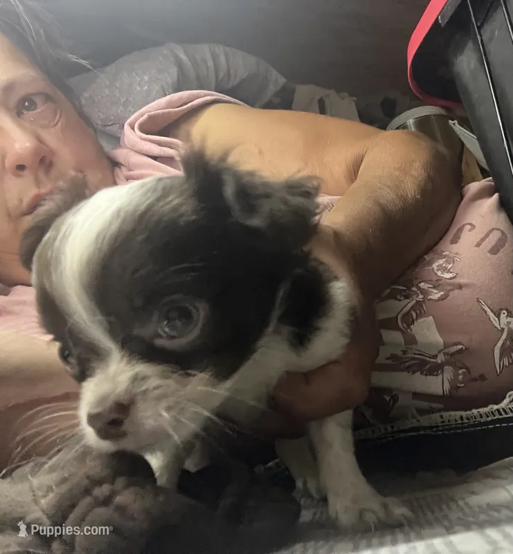 Dolly – Chihuahua puppy for sale in Logansport, IN