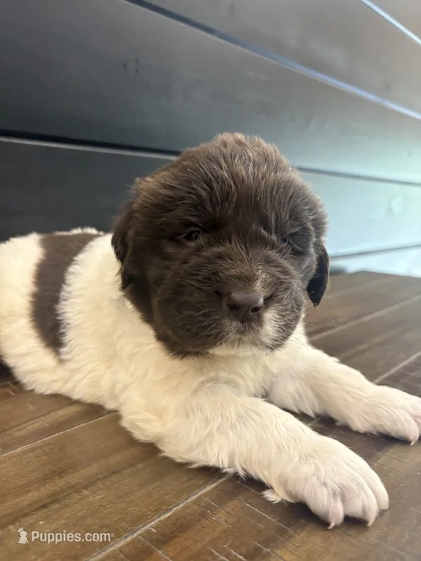 Montana  – Newfoundland puppy for sale in Guys Mills, PA