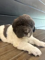 Montana , a female Newfoundland for sale in Guys Mills, PA – 1 of 7