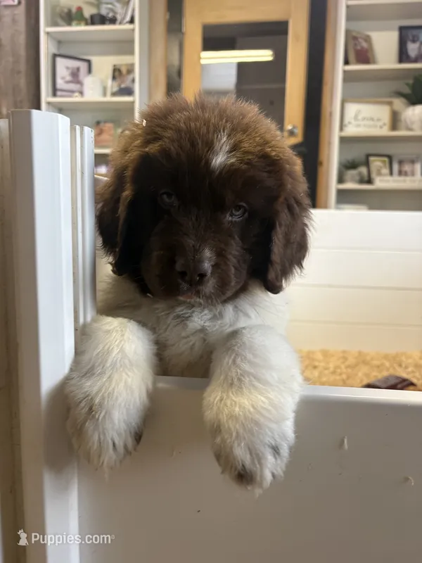 Brooklyn  – Newfoundland puppy for sale in Guys Mills, PA