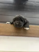 Texas , a male Newfoundland for sale in Guys Mills, PA – 1 of 8