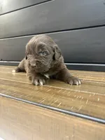 Georgia , a female Newfoundland for sale in Guys Mills, PA – 4 of 7