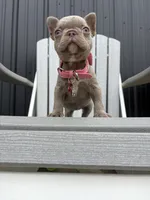 Chanel , a female French Bulldog for sale in Guys Mills, PA – 4 of 10