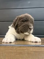 Montana , a female Newfoundland for sale in Guys Mills, PA – 7 of 7