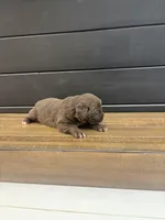 Georgia , a female Newfoundland for sale in Guys Mills, PA – 2 of 7