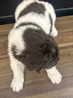 Montana , a female Newfoundland for sale in Guys Mills, PA – 4 of 7