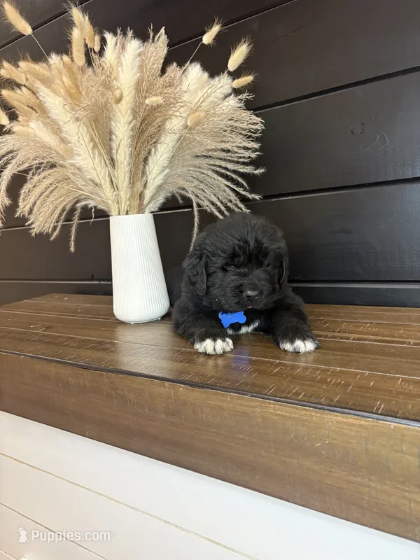 Texas  – Newfoundland puppy for sale in Guys Mills, PA