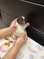 Brooklyn , a female Newfoundland for sale in Guys Mills, PA – Photo 3 of 4