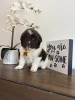 Brooklyn , a female Newfoundland for sale in Guys Mills, PA – Photo 8 of 10