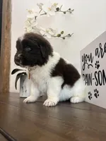 Brooklyn , a female Newfoundland for sale in Guys Mills, PA – Photo 9 of 10