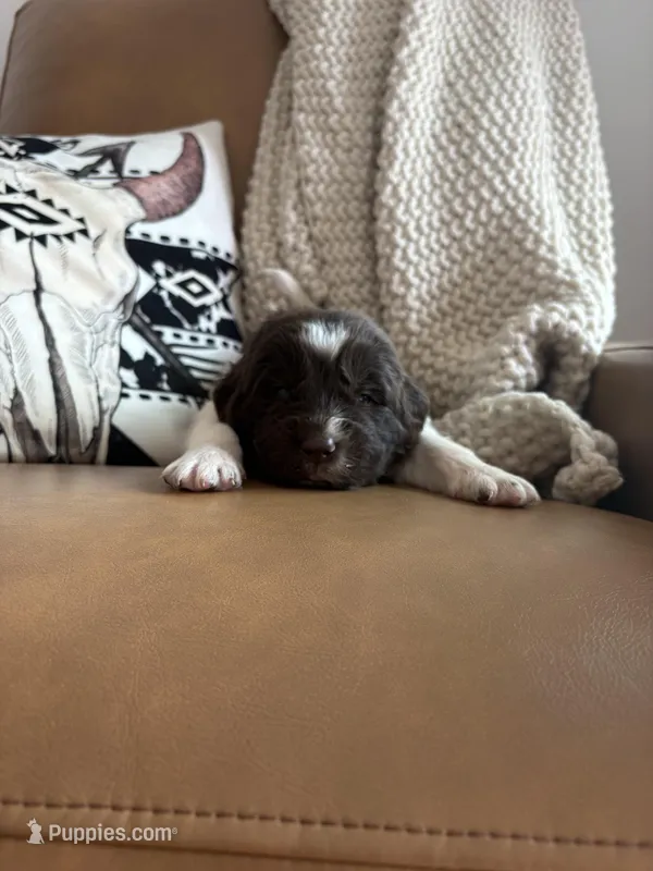 Brooklyn  – Newfoundland puppy for sale in Guys Mills, PA