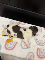 Brooklyn , a female Newfoundland for sale in Guys Mills, PA – Photo 4 of 4