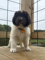 Brooklyn , a female Newfoundland for sale in Guys Mills, PA – Photo 3 of 10