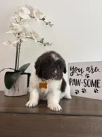Brooklyn , a female Newfoundland for sale in Guys Mills, PA – Photo 7 of 10