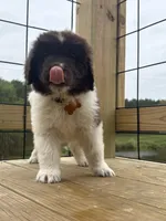 Brooklyn , a female Newfoundland for sale in Guys Mills, PA – Photo 2 of 10