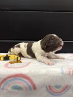 Brooklyn , a female Newfoundland for sale in Guys Mills, PA – Photo 2 of 4