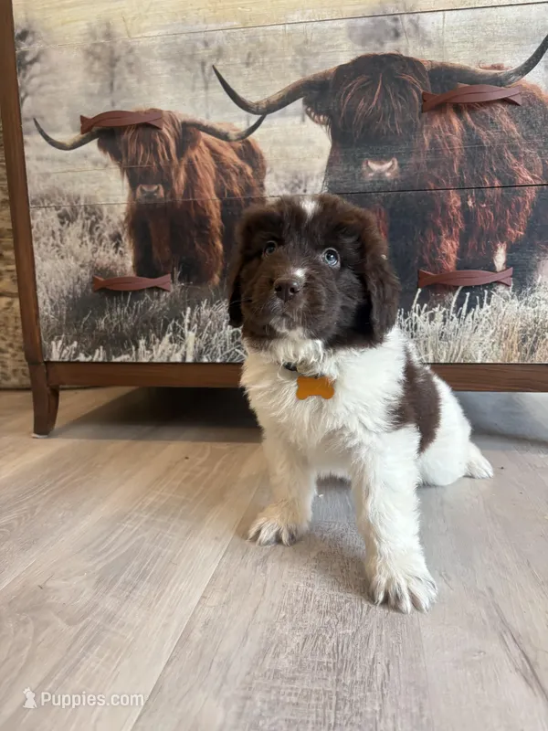 Brooklyn  – Newfoundland puppy for sale in Guys Mills, PA
