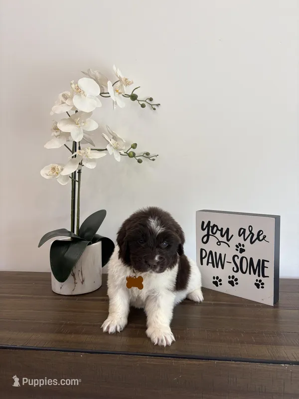 Brooklyn  – Newfoundland puppy for sale in Guys Mills, PA