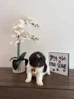 Brooklyn , a female Newfoundland for sale in Guys Mills, PA – Photo 6 of 10