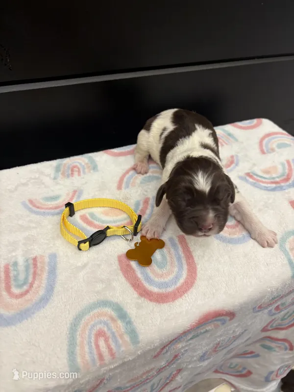 Brooklyn  – Newfoundland puppy for sale in Guys Mills, PA