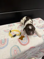 Brooklyn , a female Newfoundland for sale in Guys Mills, PA – Photo 1 of 4