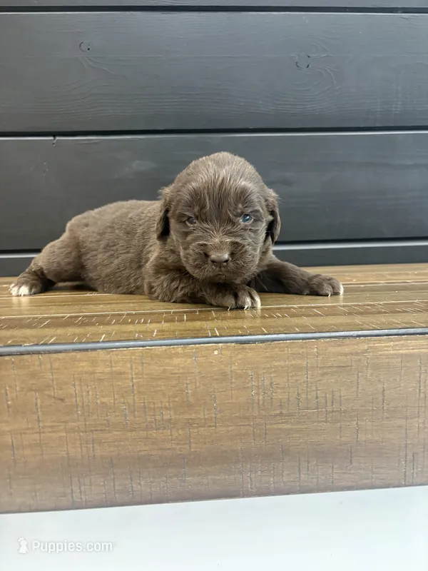 Georgia , a female Newfoundland for sale in Guys Mills, PA – 1 of 7