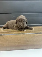 Georgia , a female Newfoundland for sale in Guys Mills, PA – 1 of 7
