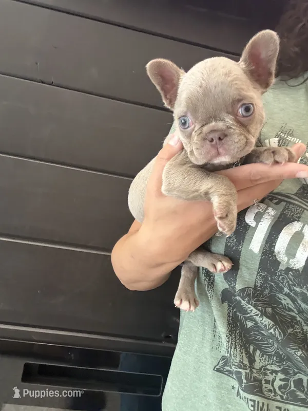 Chanel  – French Bulldog puppy for sale in Guys Mills, PA