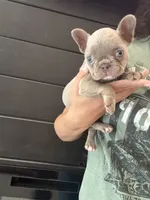 Chanel , a female French Bulldog for sale in Guys Mills, PA – 1 of 10