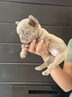 Chanel , a female French Bulldog for sale in Guys Mills, PA – 9 of 10