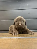 Dakota , a male Newfoundland for sale in Guys Mills, PA – 3 of 4