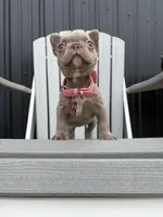 Chanel , a female French Bulldog for sale in Guys Mills, PA – 3 of 10
