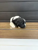 Carolina, a female Newfoundland for sale in Guys Mills, PA – 6 of 7