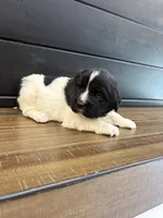 Carolina, a female Newfoundland for sale in Guys Mills, PA – 3 of 7