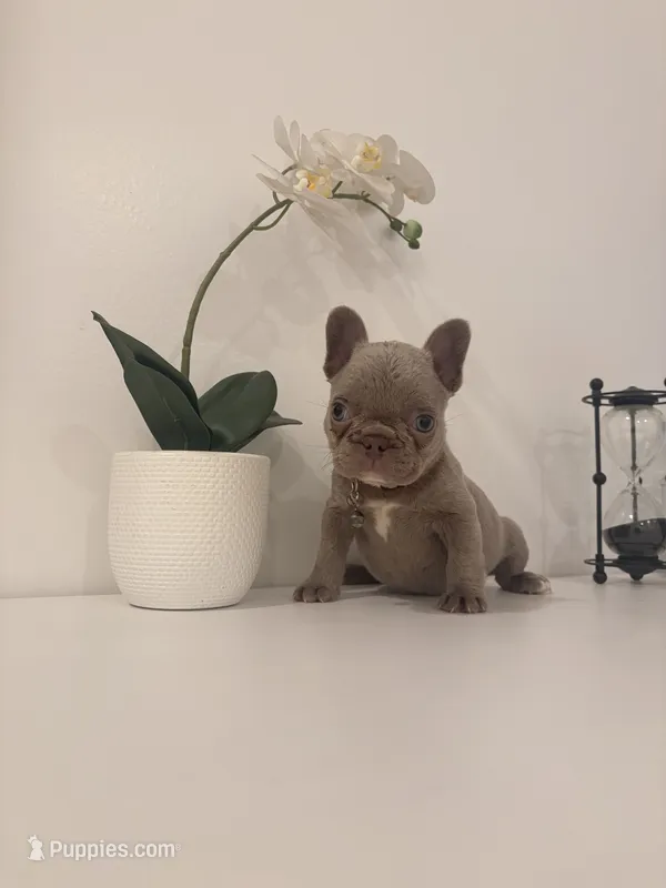 Chanel  – French Bulldog puppy for sale in Guys Mills, PA